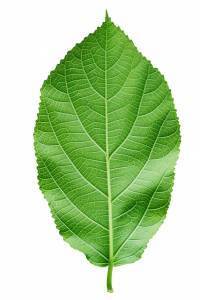 a green leaf